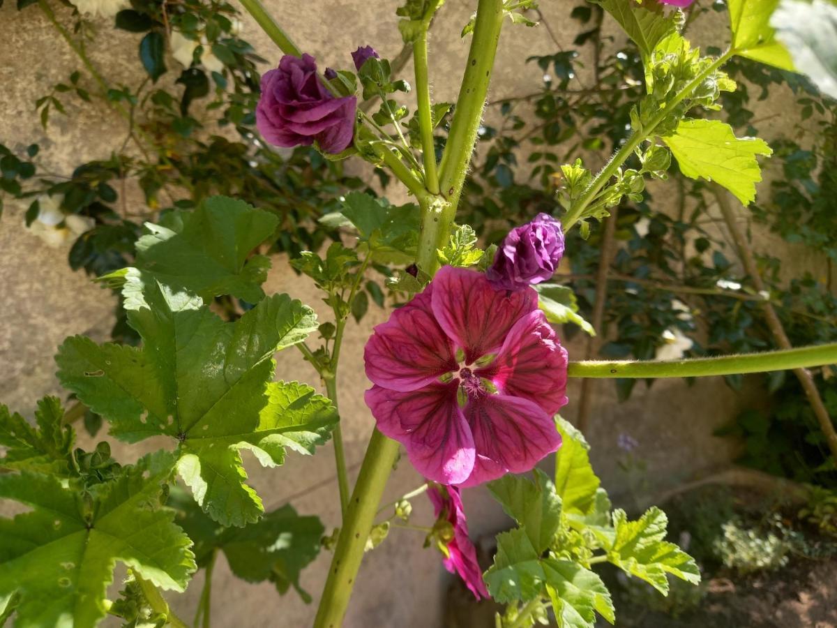 Aigurande Maison Violette En Berry المظهر الخارجي الصورة